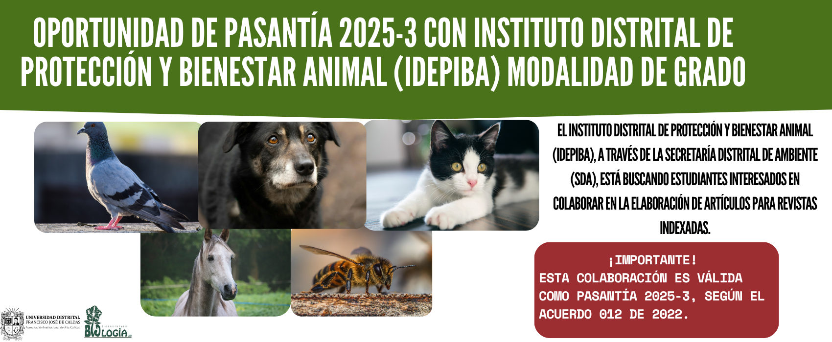 ¡Oportunidad de pasantía como modalidad de grado con el IDEPIBA! 
