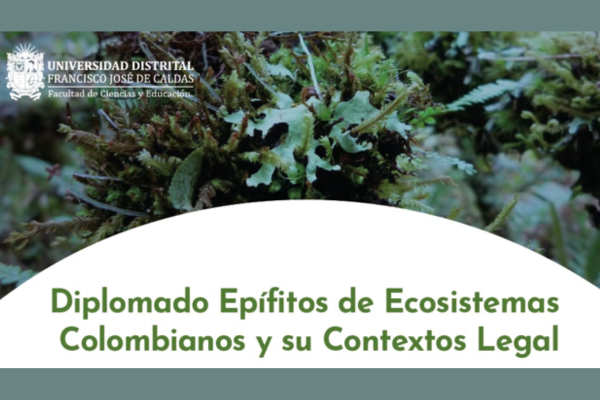 Imagen decorativa Diplomado Epífitos de Ecosistemas Colombianos y su Contexto Legal 