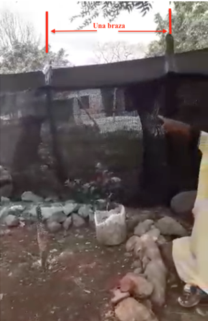 Profesora Argelia señalando la distancia, que corresponde a una braza, entre dos postes de la huerta.