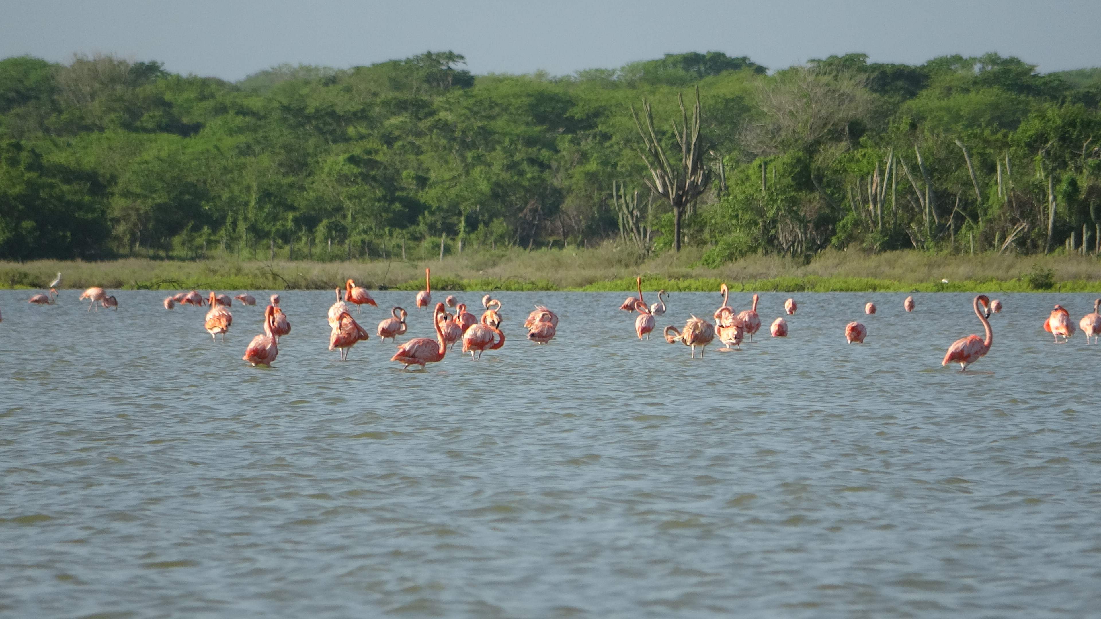 Galeria: Camarones